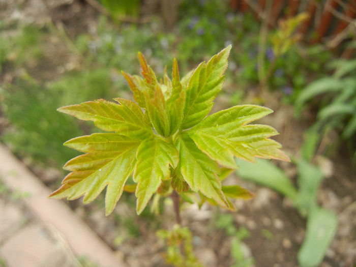 Green spring (2013, April 09)