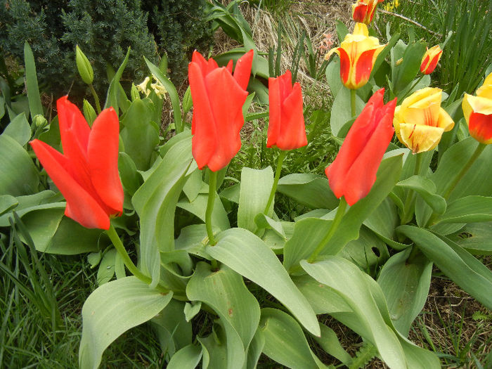 Madame Lefeber & Stresa (2013, April 09)