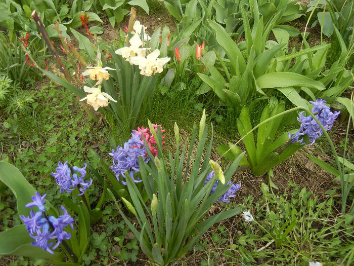Spring colors (2013, April 09)
