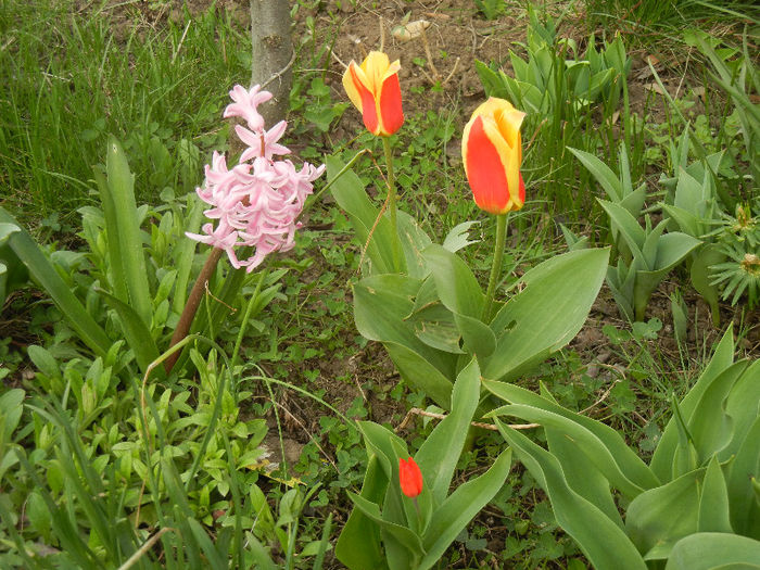Spring colors (2013, April 09)
