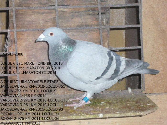 348643-2008 F- norma Mare Fond + Palmares Maraton