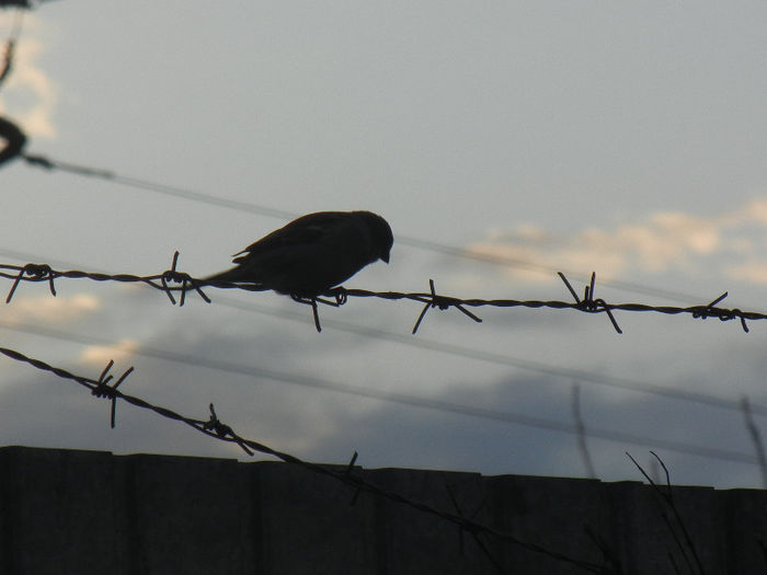 House Sparrow_Vrabiuta (2013, Apr.12) - House Sparrow_Vrabiuta