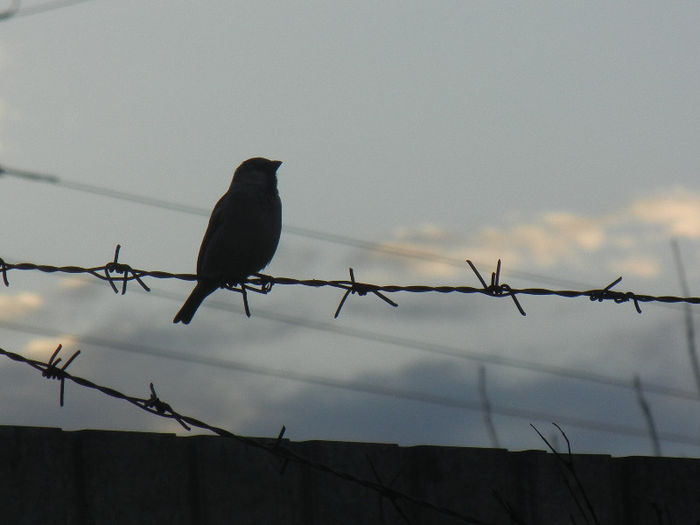 House Sparrow_Vrabiuta (2013, Apr.12)