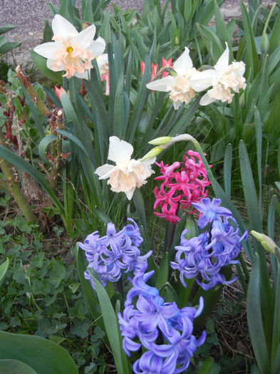 Spring colors (2013, April 12)