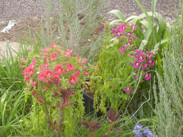Red & Purple Schizanthus (2013, April 12)
