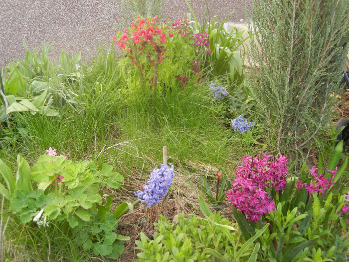 Spring colors (2013, April 12)