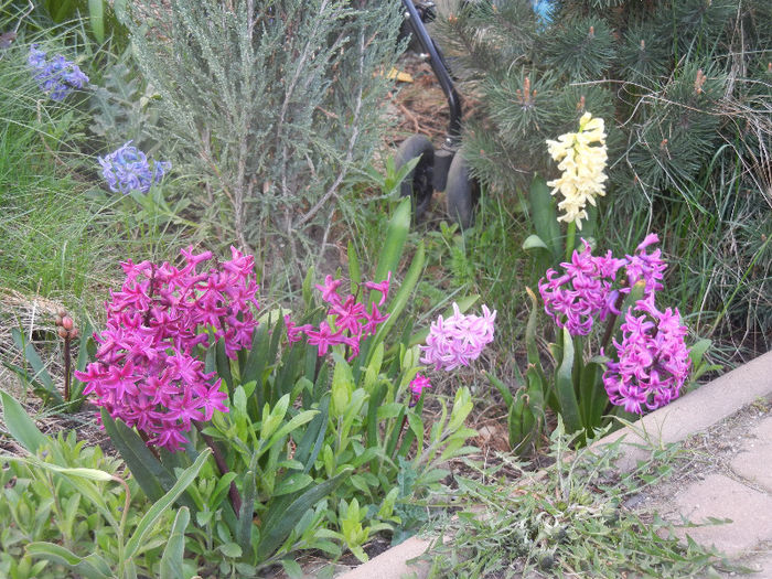 Spring colors (2013, April 12)