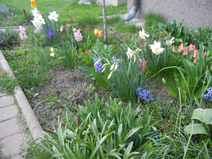 Spring colors (2013, April 12) - 04 Garden in April