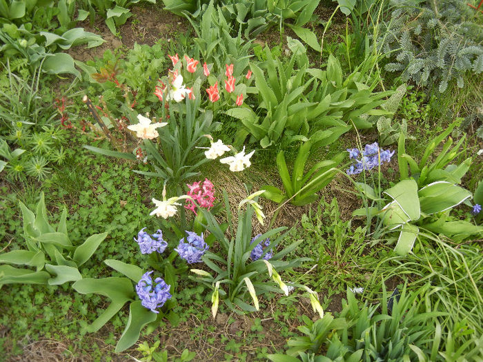 Spring colors (2013, April 12)