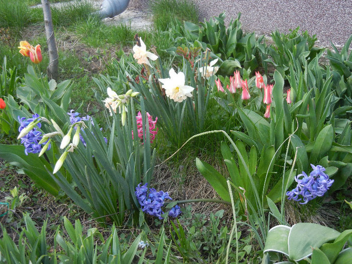Spring colors (2013, April 12)