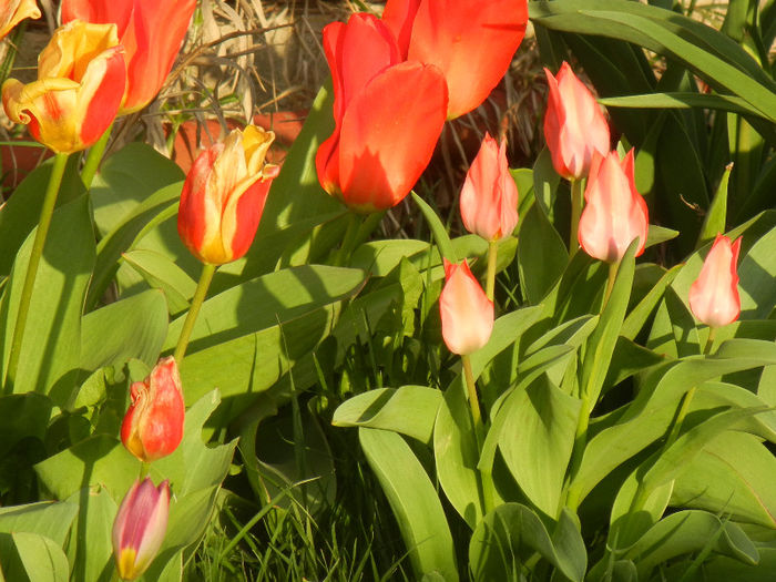 Tulips... at sunset...(2013, April 12)
