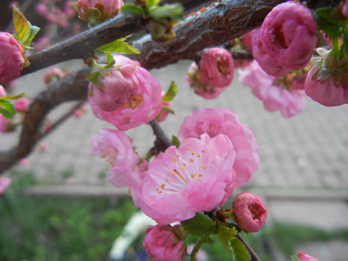 Prunus triloba (2013, April 12)