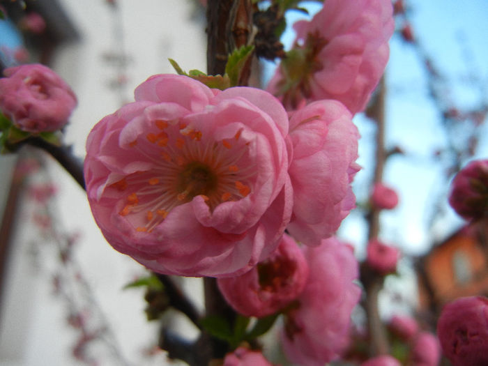 Prunus triloba (2013, April 12)