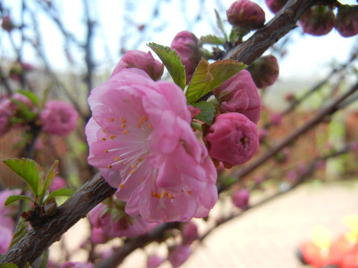 Prunus triloba (2013, April 13)