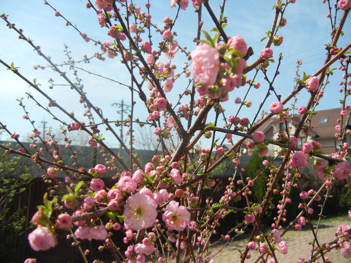 Prunus triloba (2013, April 13)