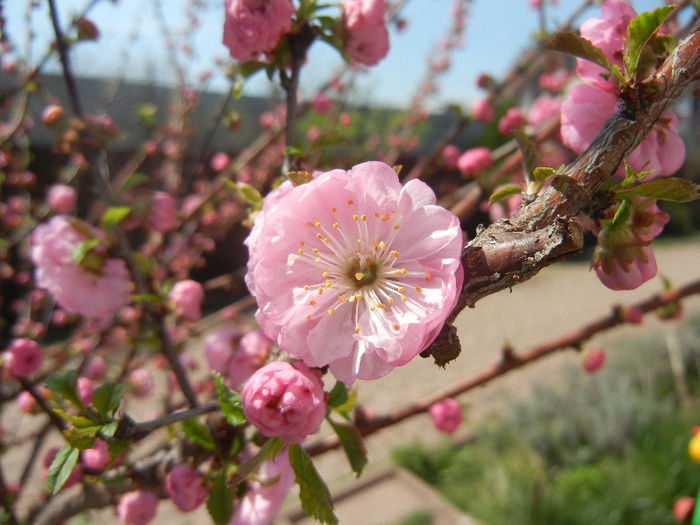 Prunus triloba (2013, April 13)
