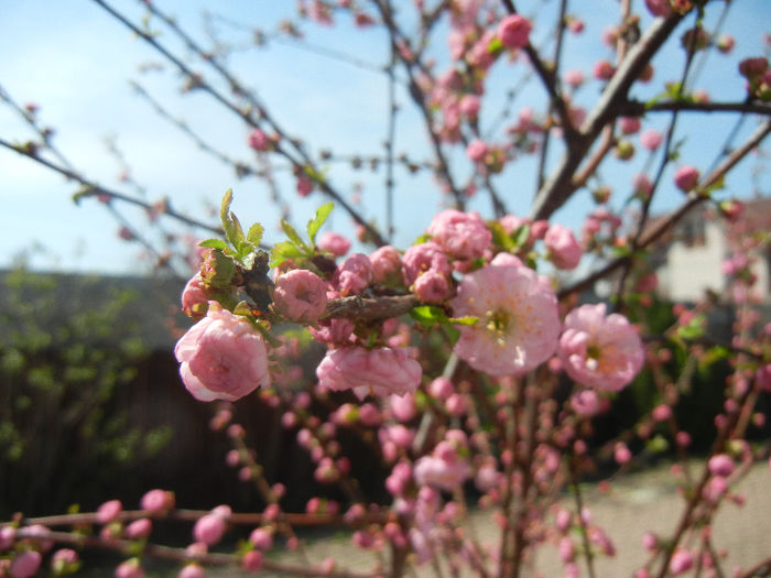 Prunus triloba (2013, April 13)