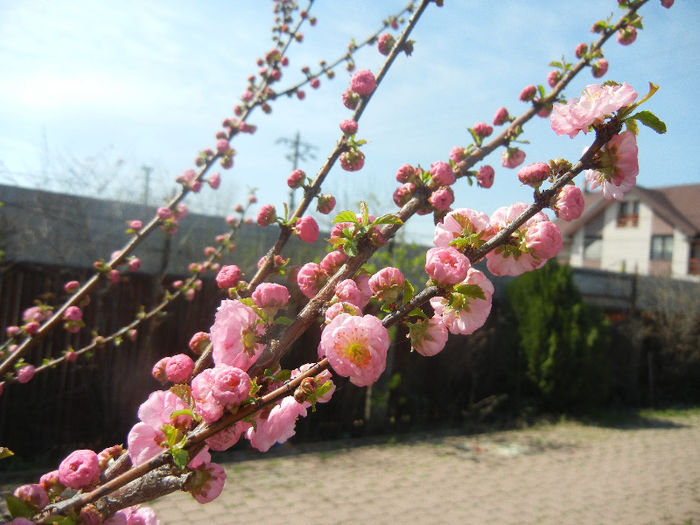 Prunus triloba (2013, April 13)