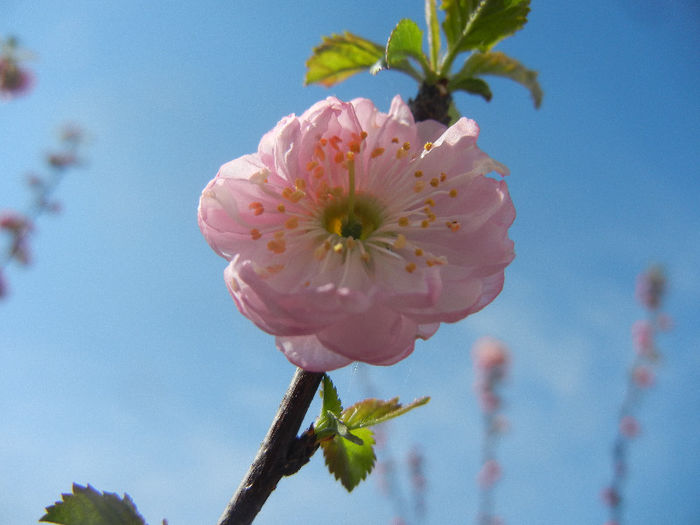 Prunus triloba (2013, April 13)