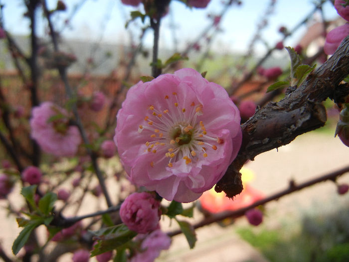 Prunus triloba (2013, April 13)