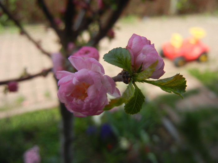 Prunus triloba (2013, April 13)