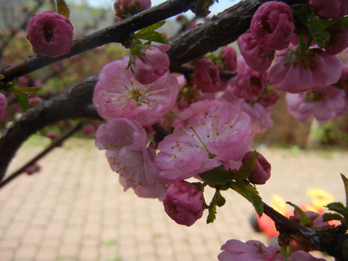 Prunus triloba (2013, April 13)
