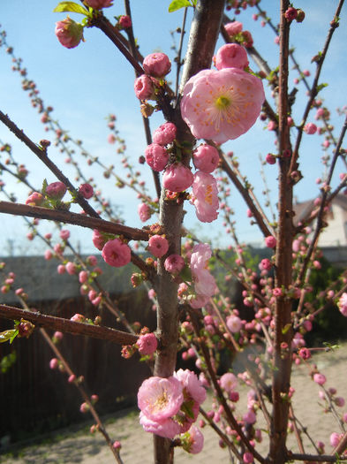 Prunus triloba (2013, April 13)