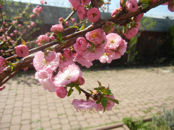 Prunus triloba (2013, April 13)