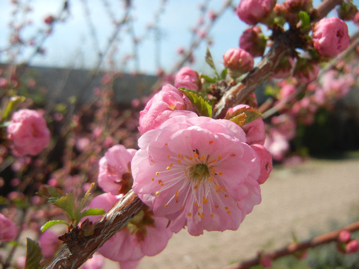 Prunus triloba (2013, April 13)