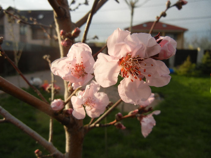 Prunus persica Davidii (2013, April 12) - Prunus persica Davidii