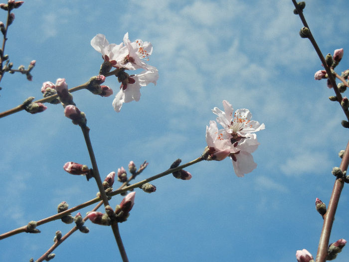 Prunus persica Davidii (2013, April 13) - Prunus persica Davidii