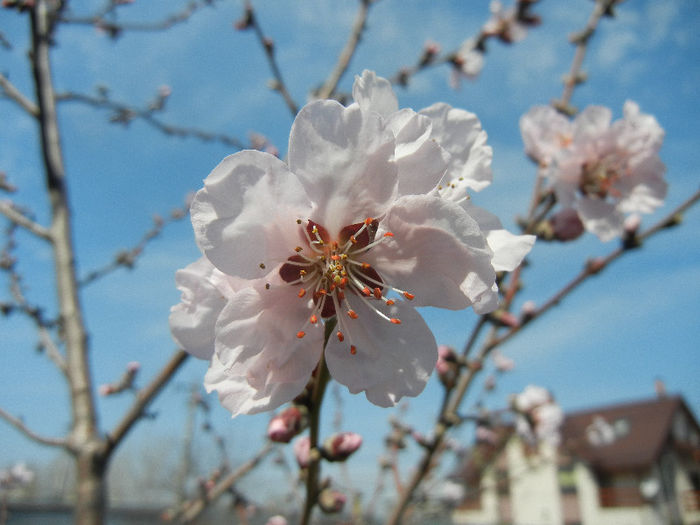 Prunus persica Davidii (2013, April 13) - Prunus persica Davidii