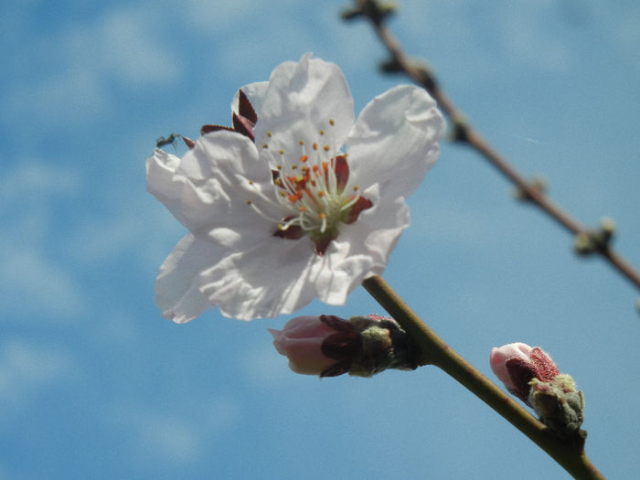 Prunus persica Davidii (2013, April 13) - Prunus persica Davidii