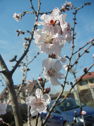 Prunus persica Davidii (2013, April 13)