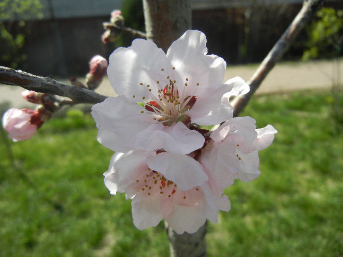 Prunus persica Davidii (2013, April 13) - Prunus persica Davidii