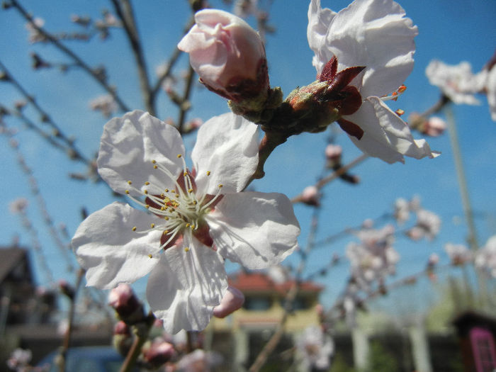 Prunus persica Davidii (2013, April 13) - Prunus persica Davidii