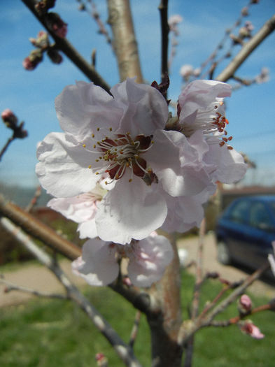Prunus persica Davidii (2013, April 13) - Prunus persica Davidii