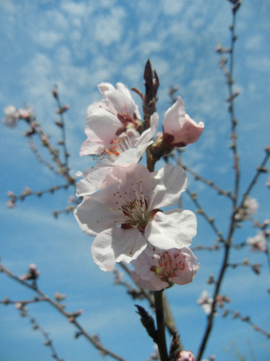 Prunus persica Davidii (2013, April 13) - Prunus persica Davidii