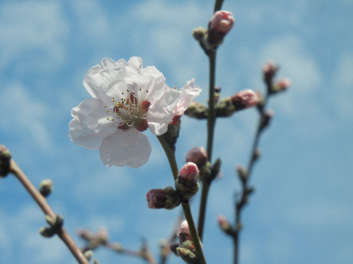 Prunus persica Davidii (2013, April 13) - Prunus persica Davidii
