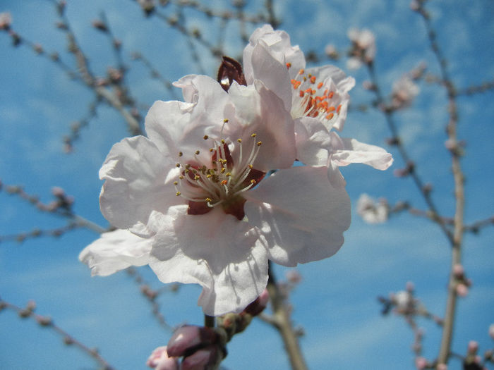Prunus persica Davidii (2013, April 13) - Prunus persica Davidii