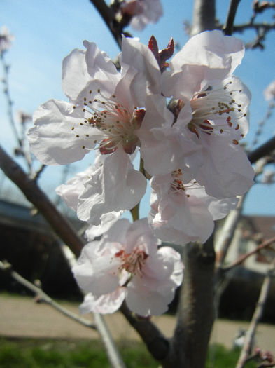 Prunus persica Davidii (2013, April 13) - Prunus persica Davidii
