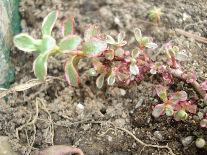 Sedum spurium "Tricolor"