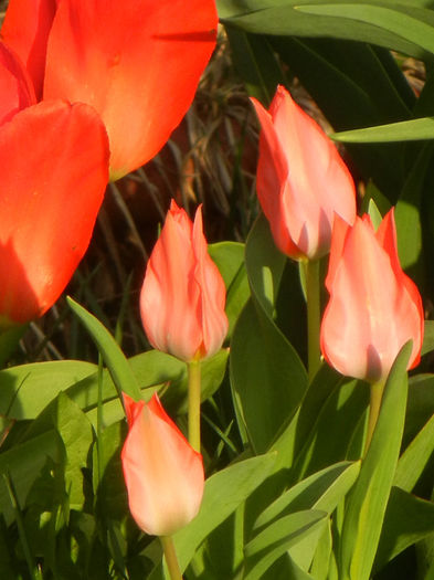 Tulipa Toronto (2013, April 12)