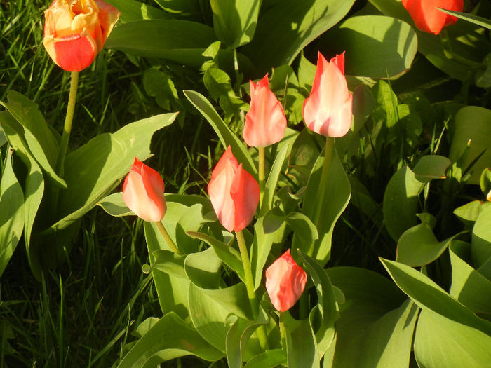 Tulipa Toronto (2013, April 12)