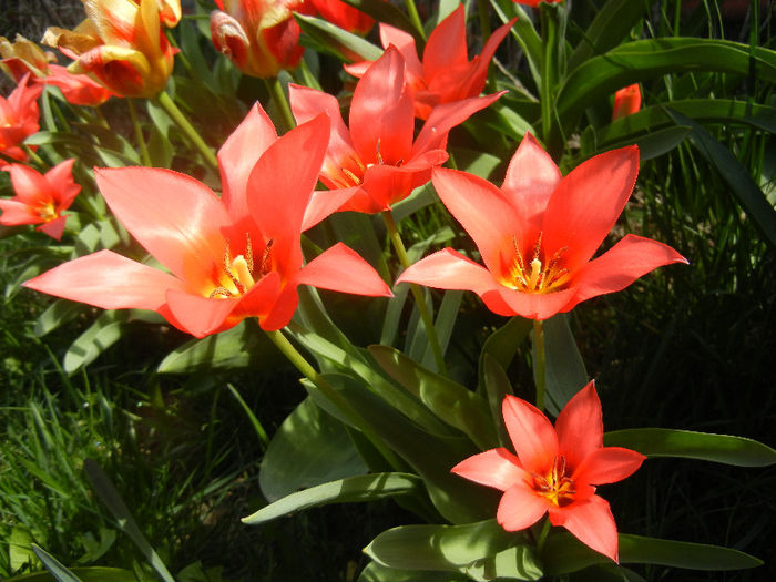 Tulipa Toronto (2013, April 13)