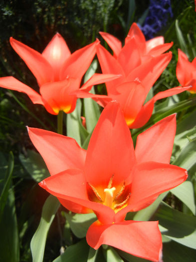 Tulipa Toronto (2013, April 13)