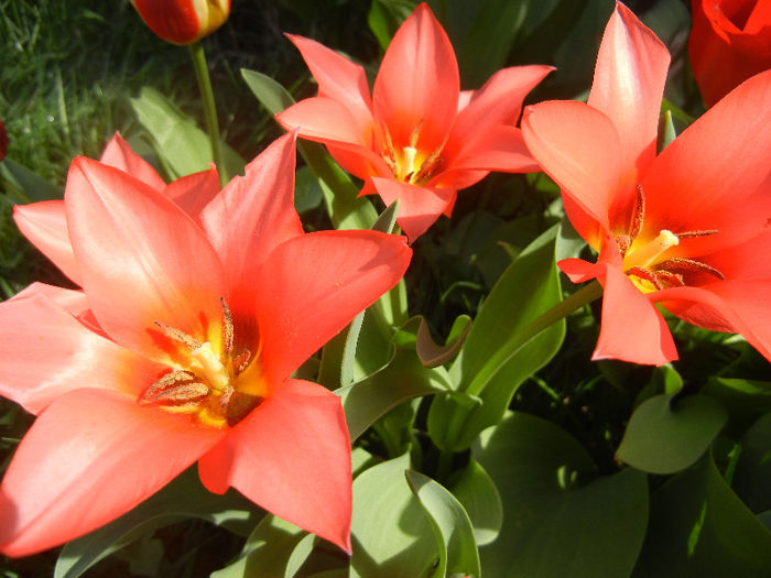 Tulipa Toronto (2013, April 13)