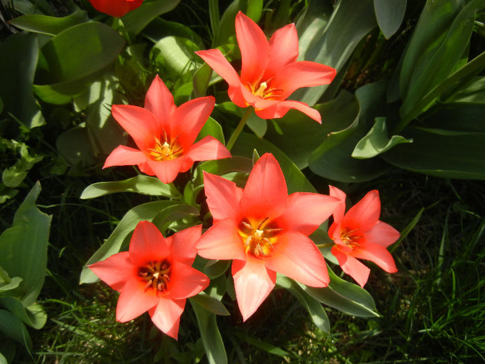 Tulipa Toronto (2013, April 13) - Tulipa Toronto