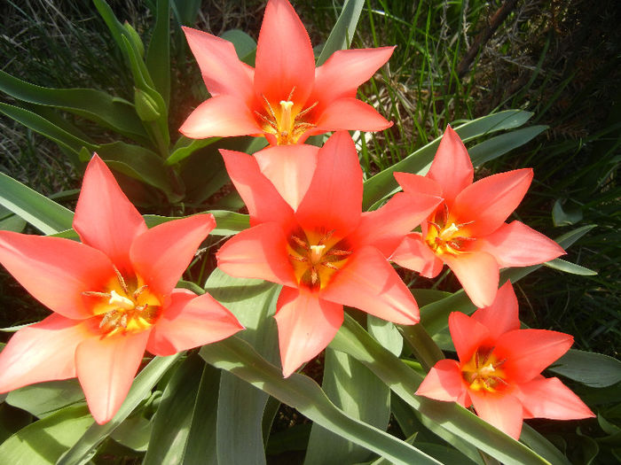 Tulipa Toronto (2013, April 13) - Tulipa Toronto