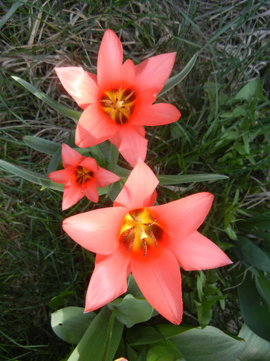 Tulipa Toronto (2013, April 13)